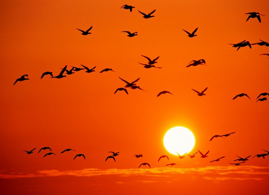 Оранжевый цвет: эмоциональная зарядка и активация жизненных сил