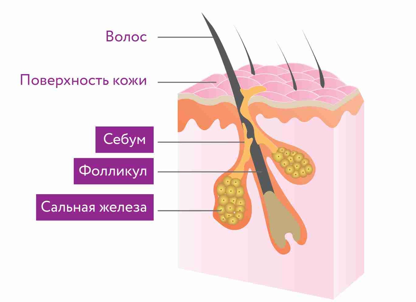 Можно ли применять скраб для тела на кожу головы?
